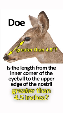 Image to show how to age a doe